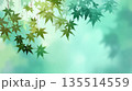 新緑のモミジの背景イラスト 135514559