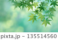 新緑のモミジの背景イラスト 135514560