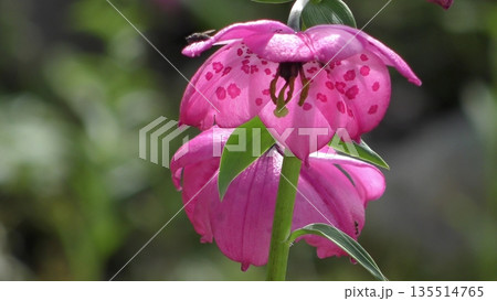 ノモカリス・フォレスティーの花 135514765