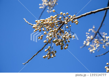 青空を背にした櫨（ハゼ）の実がなるハゼノキ 135514777