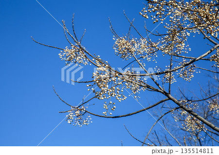 青空を背にした櫨（ハゼ）の実がなるハゼノキ 135514811