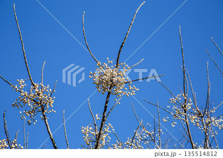 青空を背にした櫨（ハゼ）の実がなるハゼノキ 135514812