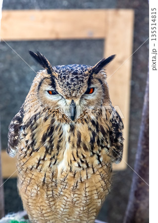 虹彩が鮮やかなベンガルワシミミズク【小型哺乳類】 虹彩が鮮やかなベンガルワシミミズク【小型哺乳類】 135514815