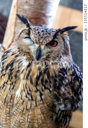 ウインクする虹彩が鮮やかなベンガルワシミミズク【小型哺乳類】 135514817