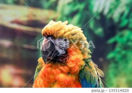 ハルクインコンゴウインコの顔立ち ハルクインコンゴウインコの顔立ち 135514820