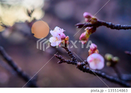 寒さの中でひらく寒桜 春を待たずに咲く気配 Early Blooming Winter Cherry 寒さの中でひらく寒桜 春を待たずに咲く気配 Early Blooming Winter Cherry 135514863