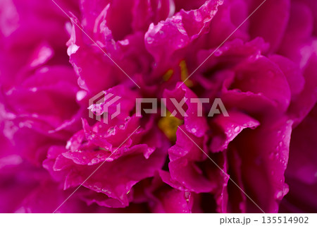 芍薬園に赤紫色のシャクヤクの花が咲いています。 135514902