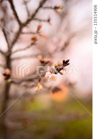 寒さの中でひらく寒桜　春を待たずに咲く気配 Early Blooming Winter Cherry 135514906
