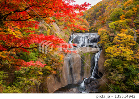 茨城県 日本三名瀑 袋田の滝 秋の紅葉と四段の滝の風景 茨城県 日本三名瀑 袋田の滝 秋の紅葉と四段の滝の風景 135514942