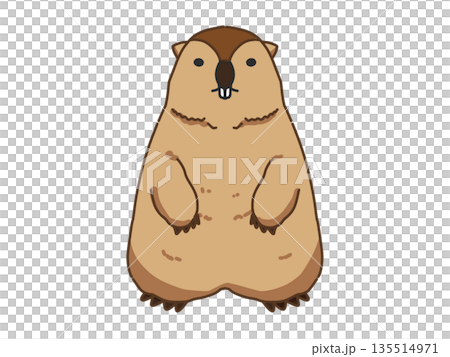 站立的土撥鼠插圖 135514971