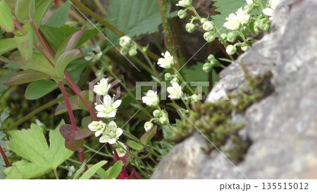 シコタンソウの花 135515012