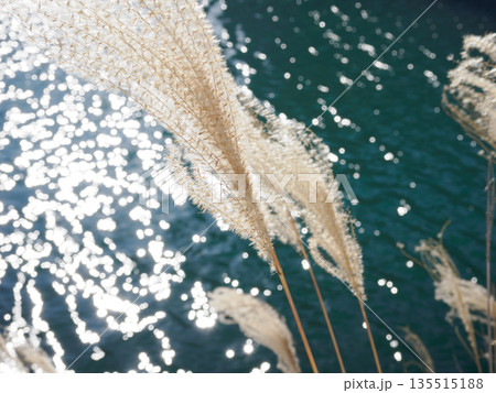 水面の光に透けるススキ 風が通り抜ける午後 Pampas Grass Shimmering over 水面の光に透けるススキ 風が通り抜ける午後 Pampas Grass Shimmering over 135515188