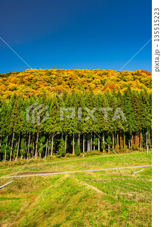 白馬 野平地区の紅葉 白馬 野平地区の紅葉 135515223