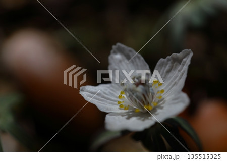 冬の妖精 135515325