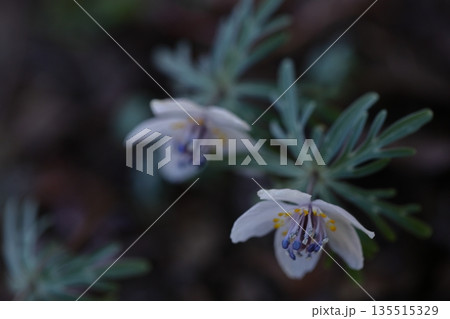 冬の妖精 135515329