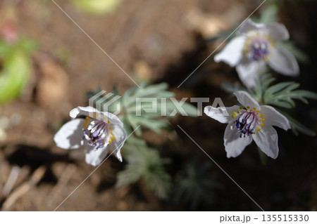 冬の妖精 135515330