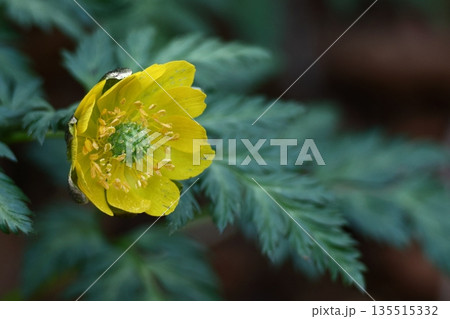 冬の妖精 135515332