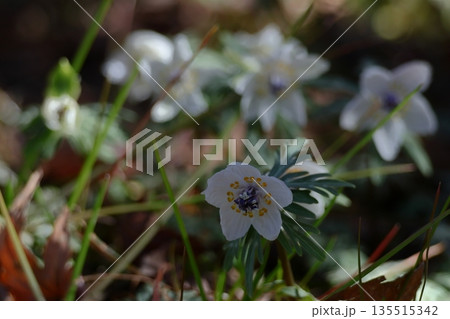 冬の妖精 135515342