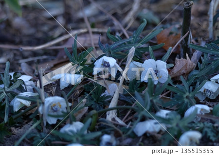 冬の妖精 135515355