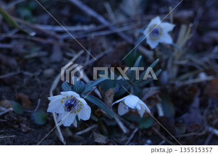 冬の妖精 135515357