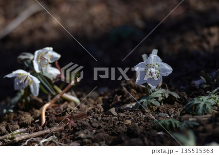 冬の妖精 135515363