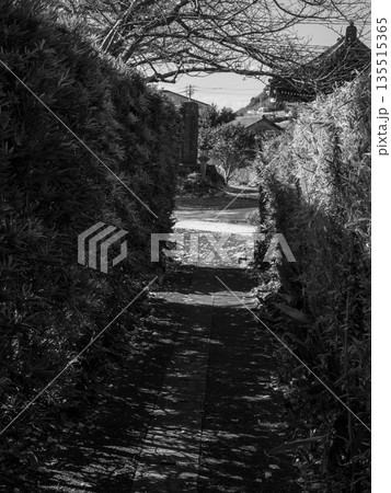 木立に包まれた寺への小径　静かに心をほどく道 Temple Path Leading into Qu 135515365