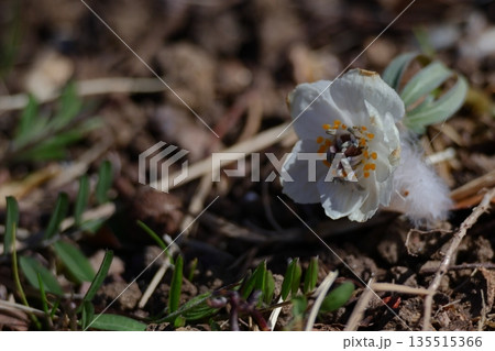 冬の妖精 135515366