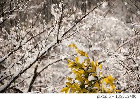 逆光に輝く雪解けの水滴と植物 逆光に輝く雪解けの水滴と植物 135515480