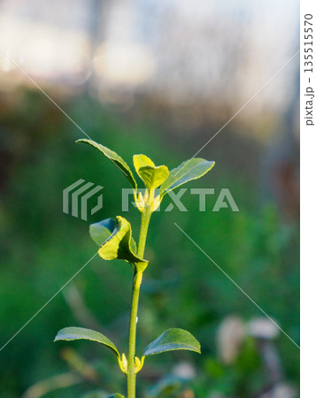 緑の立ち姿 光を受けて伸びる気配 Young Green Shoot in Soft Light 緑の立ち姿 光を受けて伸びる気配 Young Green Shoot in Soft Light 135515570