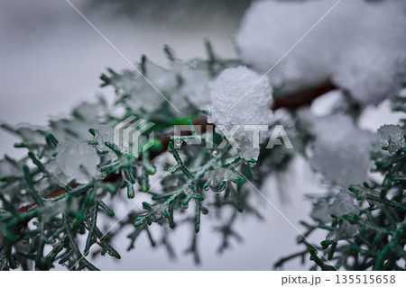 Close-up of green cedar foliage covered in fresh white snow and melting ice crystals Close-up of green cedar foliage covered in fresh white snow and melting ice crystals 135515658