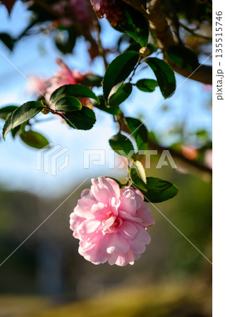 冬の光にほどける淡紅の花 名前を急がないやさしさ Soft Pink Flower in Gentl 冬の光にほどける淡紅の花 名前を急がないやさしさ Soft Pink Flower in Gentl 135515746