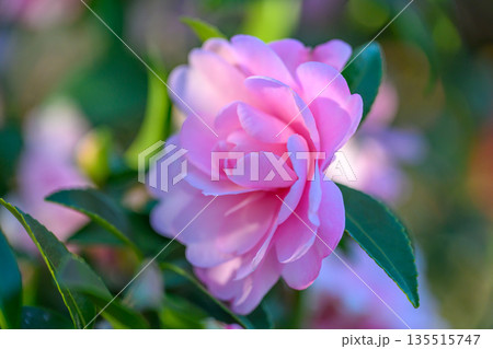 冬の光にほどける淡紅の花 名前を急がないやさしさ Soft Pink Flower in Gentl 冬の光にほどける淡紅の花 名前を急がないやさしさ Soft Pink Flower in Gentl 135515747