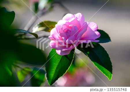 冬の光にほどける淡紅の花　名前を急がないやさしさ Soft Pink Flower in Gentl 135515748