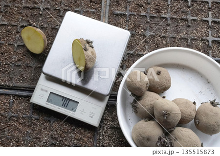 カットした種芋の計量02 135515873
