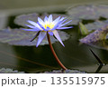 熱帯スイレン　スター・オブ・サイアム 135515975