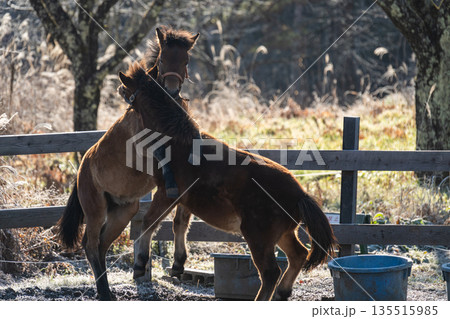 木曽馬の里 135515985