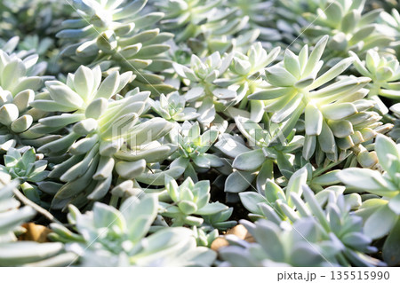 Succulent plants (succulent cactus) in garden. 135515990