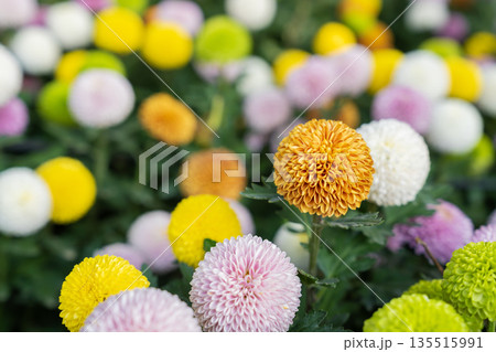 Beautiful pompom chrysanthemums are blooming. Beautiful pompom chrysanthemums are blooming. 135515991