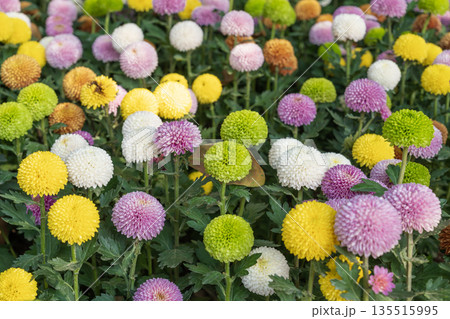 Beautiful pompom chrysanthemums are blooming. 135515995
