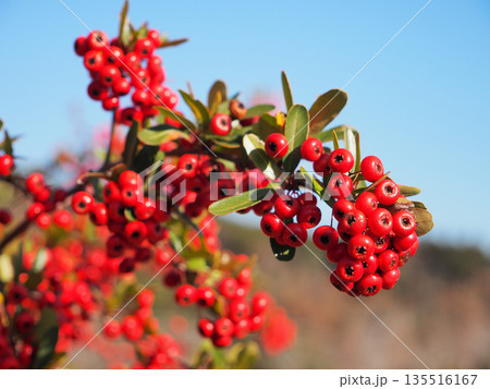 ピラカンサ（トキワサンザシ）の実 135516167