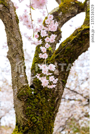 日中線のしだれ桜（福島県喜多方） 135516329