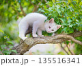5月、すくすく育つ白い仔猫 135516341