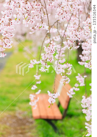 日中線のしだれ桜(福島県喜多方) 日中線のしだれ桜(福島県喜多方) 135516344