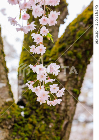 日中線のしだれ桜(福島県喜多方) 日中線のしだれ桜(福島県喜多方) 135516345