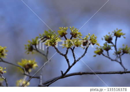 庭のサンシュユ 135516378