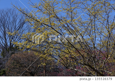 庭のサンシュユ 庭のサンシュユ 135516379