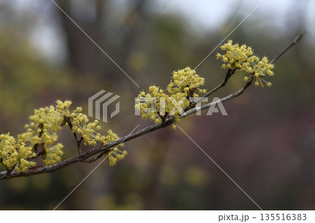 庭のサンシュユ 135516383