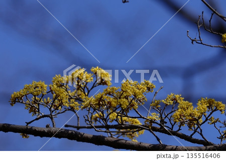 庭のサンシュユ 135516406