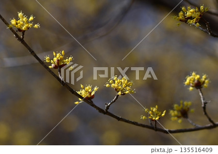 庭のサンシュユ 135516409