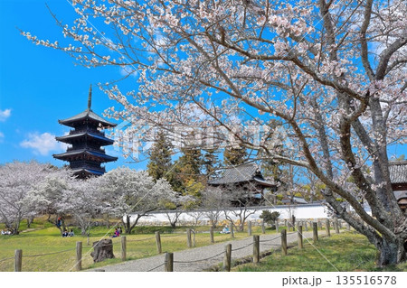 【岡山県】桜咲く春の備中国分寺（桜と五重塔） 135516578